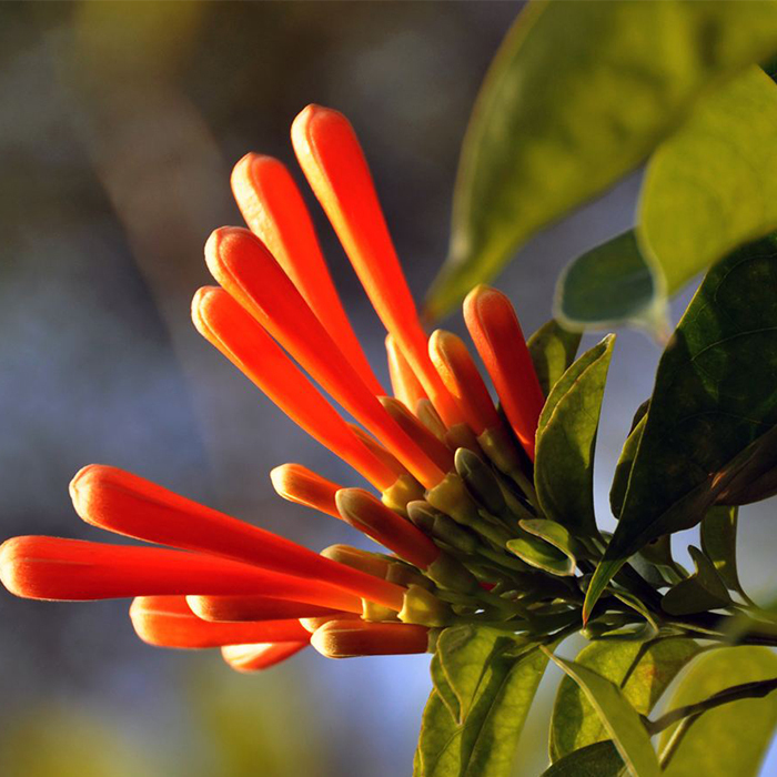 Firecracker flower