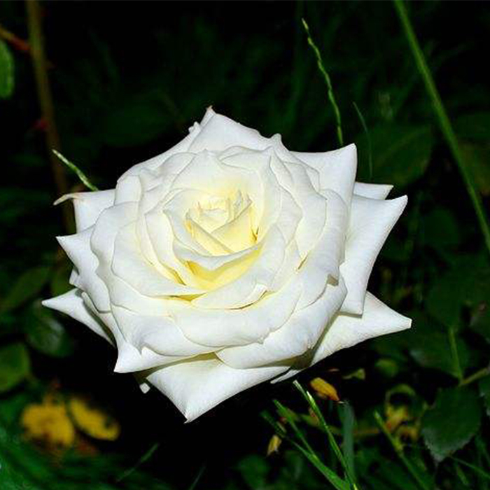 White Rose