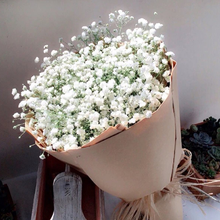 Gypsophila
