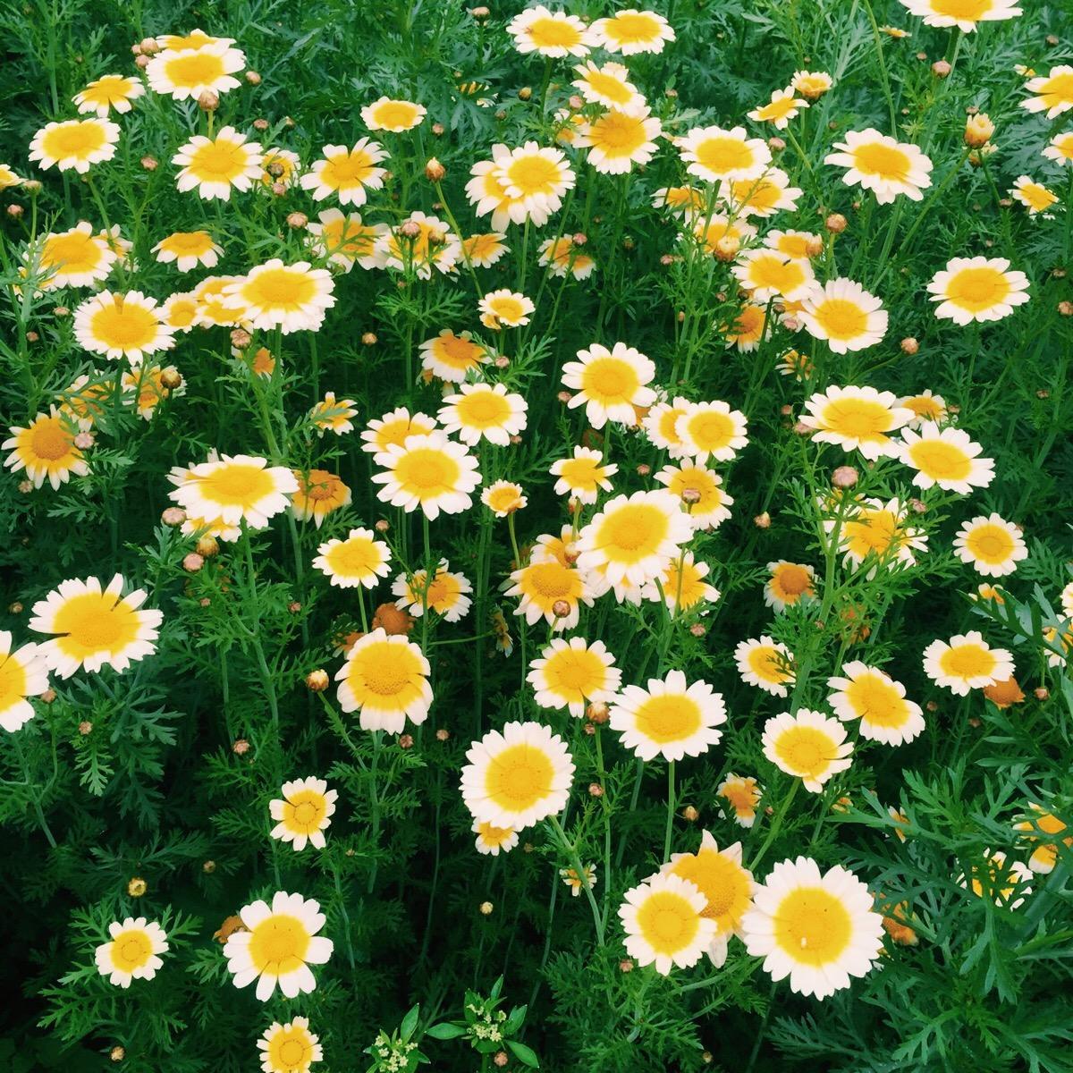 Small daisies
