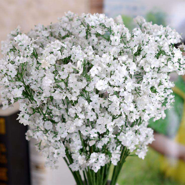 Gypsophila