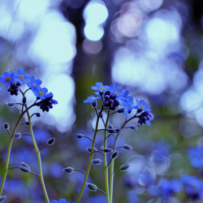 Myosotis sylvatica