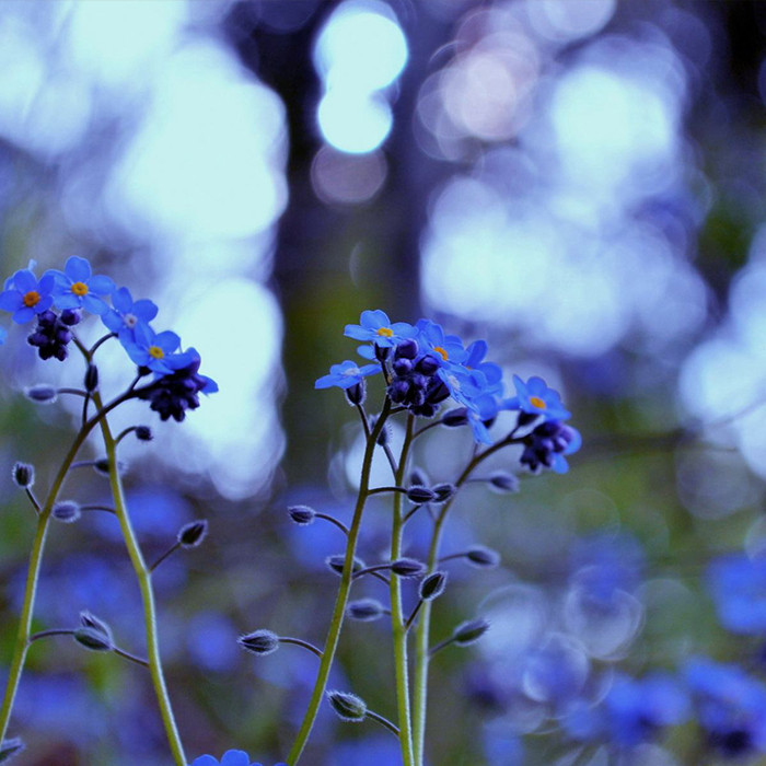 Myosotis sylvatica