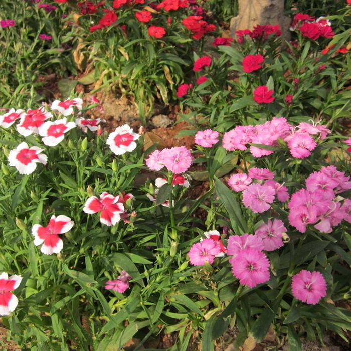 Dianthus