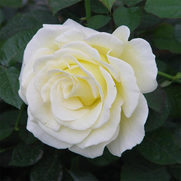 White Rose