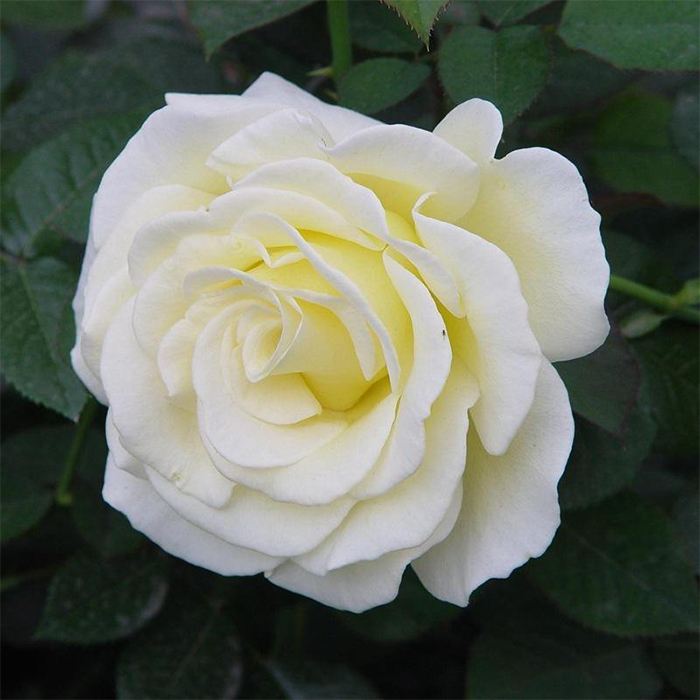 White Rose