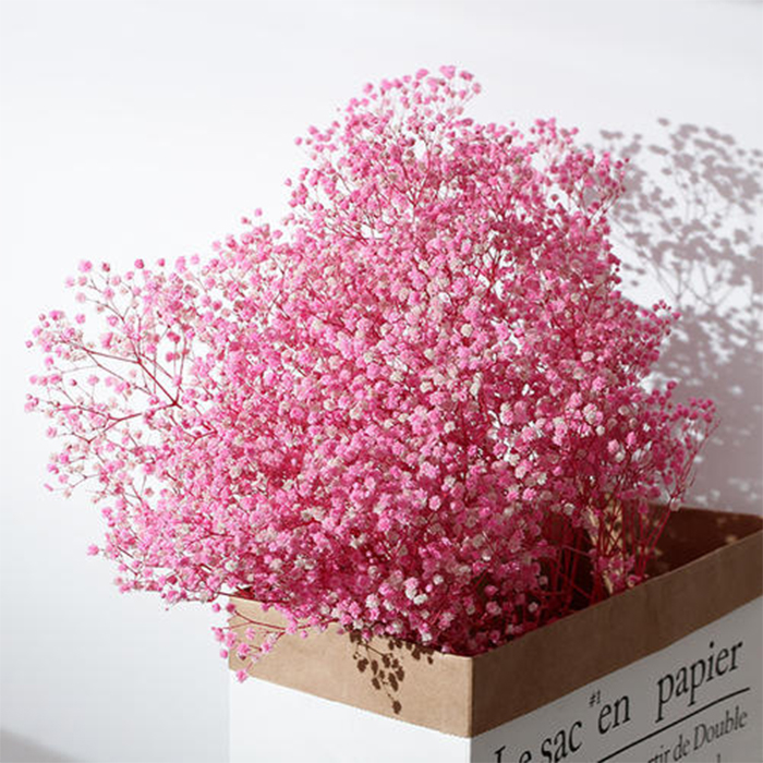 Gypsophila