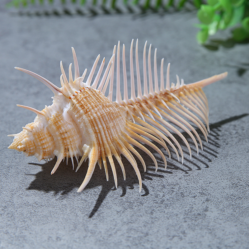 Counch Shell Fish Natural shell conch fish tank landscaping Wedding home arts and crafts ...