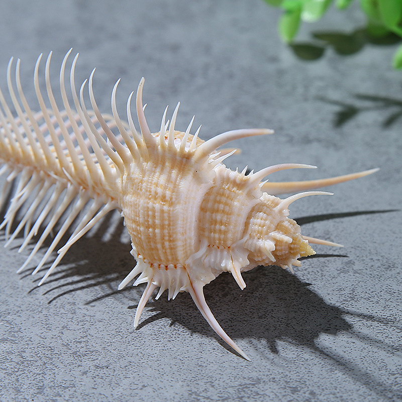 Counch Shell Fish Natural shell conch fish tank landscaping Wedding home arts and crafts ...