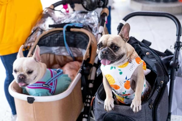How to Choose the Right Pet Stroller for Your Pet