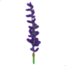 Lavender Bundle