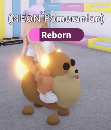 1 Pomeranian; Variant: NFR