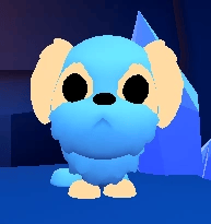 1 Shih Tzu; Variant: NFR