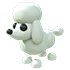 Poodle