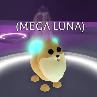 1 Pomeranian; Variant: MFR