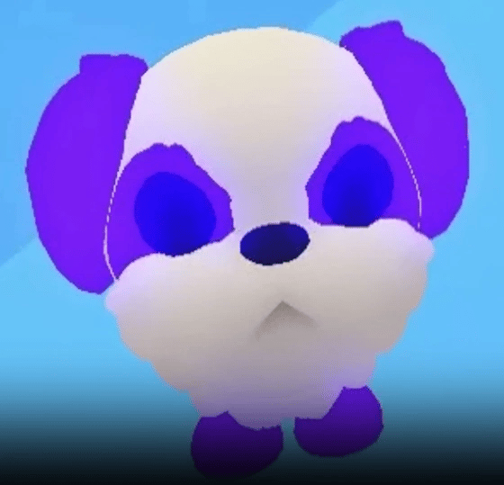 1 Shih Tzu; Variant: MFR