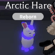 1 Arctic Hare; Variant: NFR