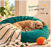 Funny dog greeting card featuring a curly-haired dog sleeping on a teal cushion with the quote “Not now. I’m busy doing nothing.